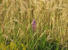 in natura 010