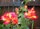 DSCN0052