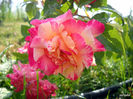 DSCN0076