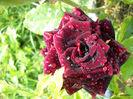 DSCN0079