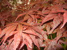 Acer palmatum Bloodgood (2014, May 14)