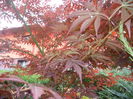 Acer palmatum Bloodgood (2014, May 16)