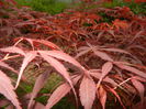 Acer palmatum Bloodgood (2014, May 16)