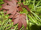 Acer palmatum Bloodgood (2014, May 16)
