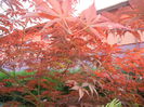 Acer palmatum Bloodgood (2014, May 24)