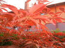 Acer palmatum Bloodgood (2014, May 24)