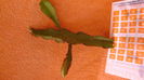 DSC00988