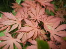 Acer palmatum Ariadne (2014, May 16)