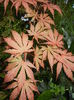 Acer palmatum Ariadne (2014, May 16)