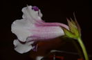 2 Hibrid Slipper Rosu  crep