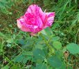 23iun2014_dimov