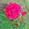 23iun2014_dimov_ros_cu_negru