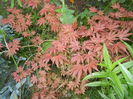 Acer palmatum Ariadne (2014, May 24)