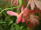Acer palmatum Ariadne (2014, May 27)