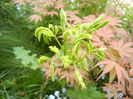 Albizia julibrissin. Silk Tree (2014, May 02)