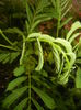 Albizia julibrissin. Silk Tree (2014, May 24)