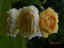 DSCN0350