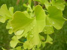 Gingko biloba (2014, May 16)