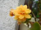 Yellow Kalanchoe (2014, April 24)