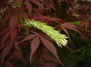 Pinus wallichiana Densa Hill (14, May16)