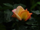 DSCN8768