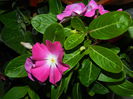 DSCN8845 vinca