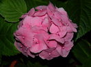 DSCN8864