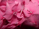 DSCN8867