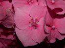 DSCN8868