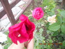 ranunculus