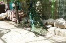 DSC07262