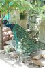 DSC07270
