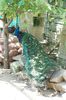 DSC07271