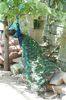 DSC07273