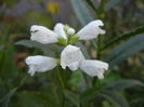 Physostegia virginiana Alba ('13, Jul.26)