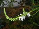 Physostegia virginiana Alba ('14,Jun.23)