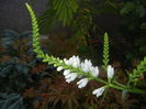 Physostegia virginiana Alba ('14,Jun.23)