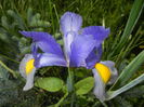 Iris hollandica (2014, May 21)