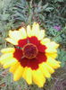 IMG_20140624_200857