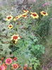 coreopsis