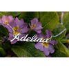 Lantisor_nume_argint_Adelina-800x800