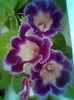 Tigrina ciclam