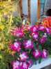 DSCN9690