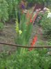gladiole