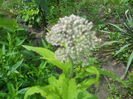 eupatorium purpureum-neinflorit
