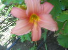 Pink Damasc
