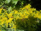 sedum