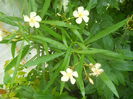 DSCN8205