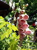 IMG_20140619_131717