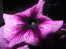 Purple Petunia (2014, June 16)
